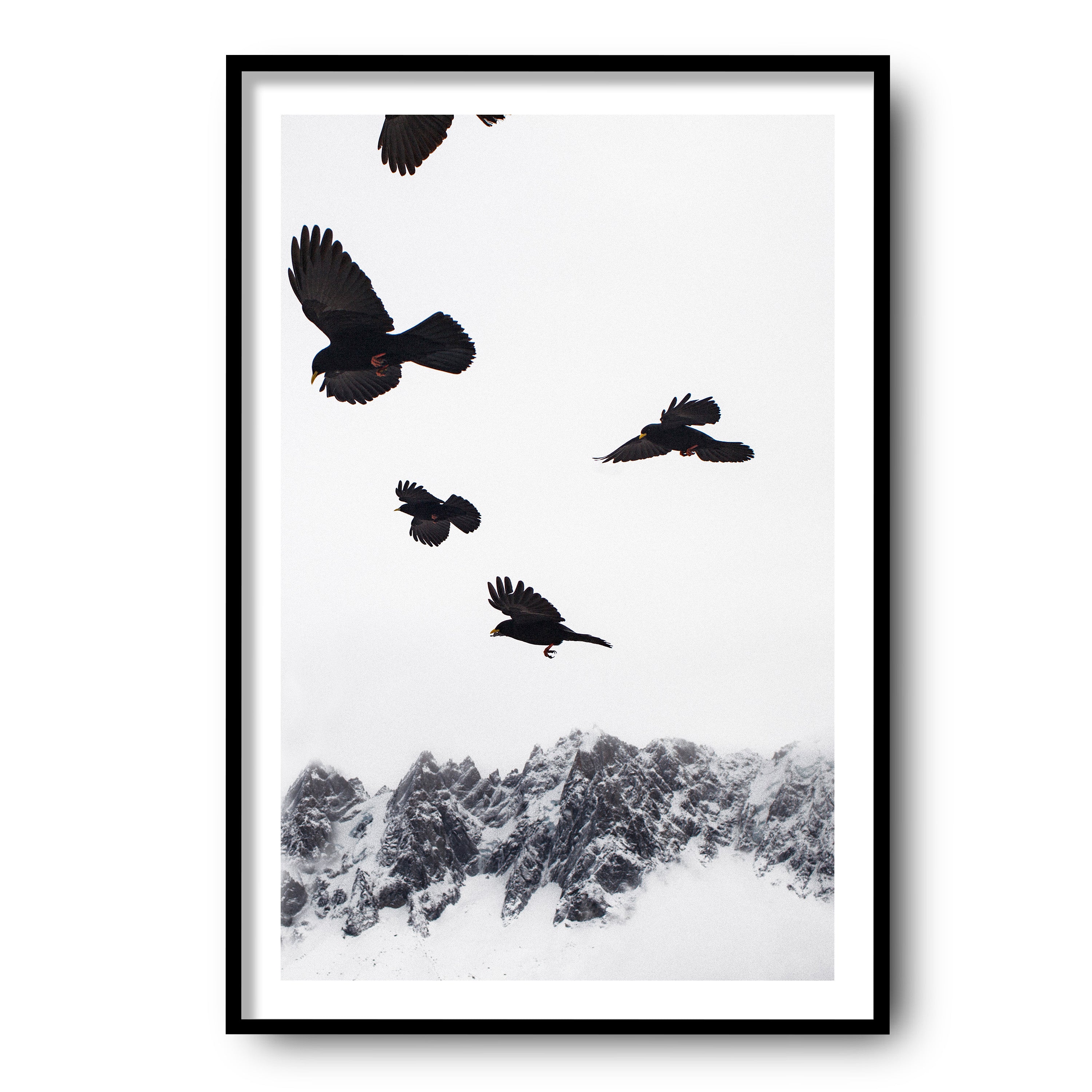 Alpine Choughs in the Valley, Chamonix