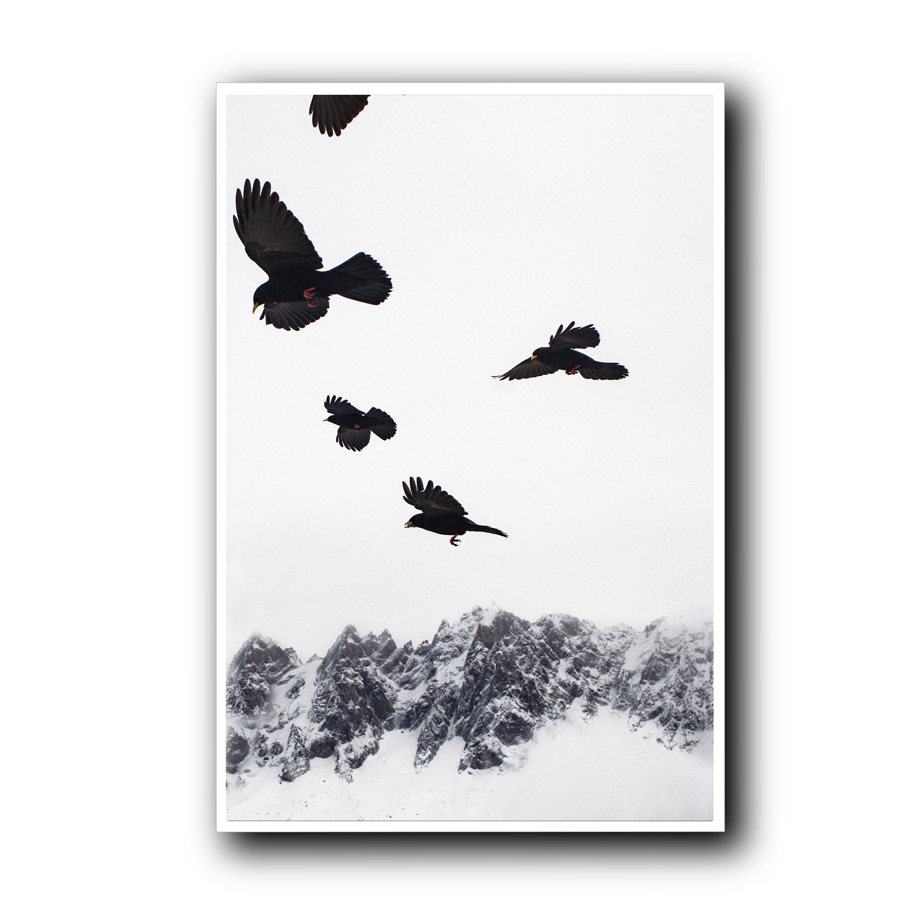 Alpine Choughs in the Valley, Chamonix