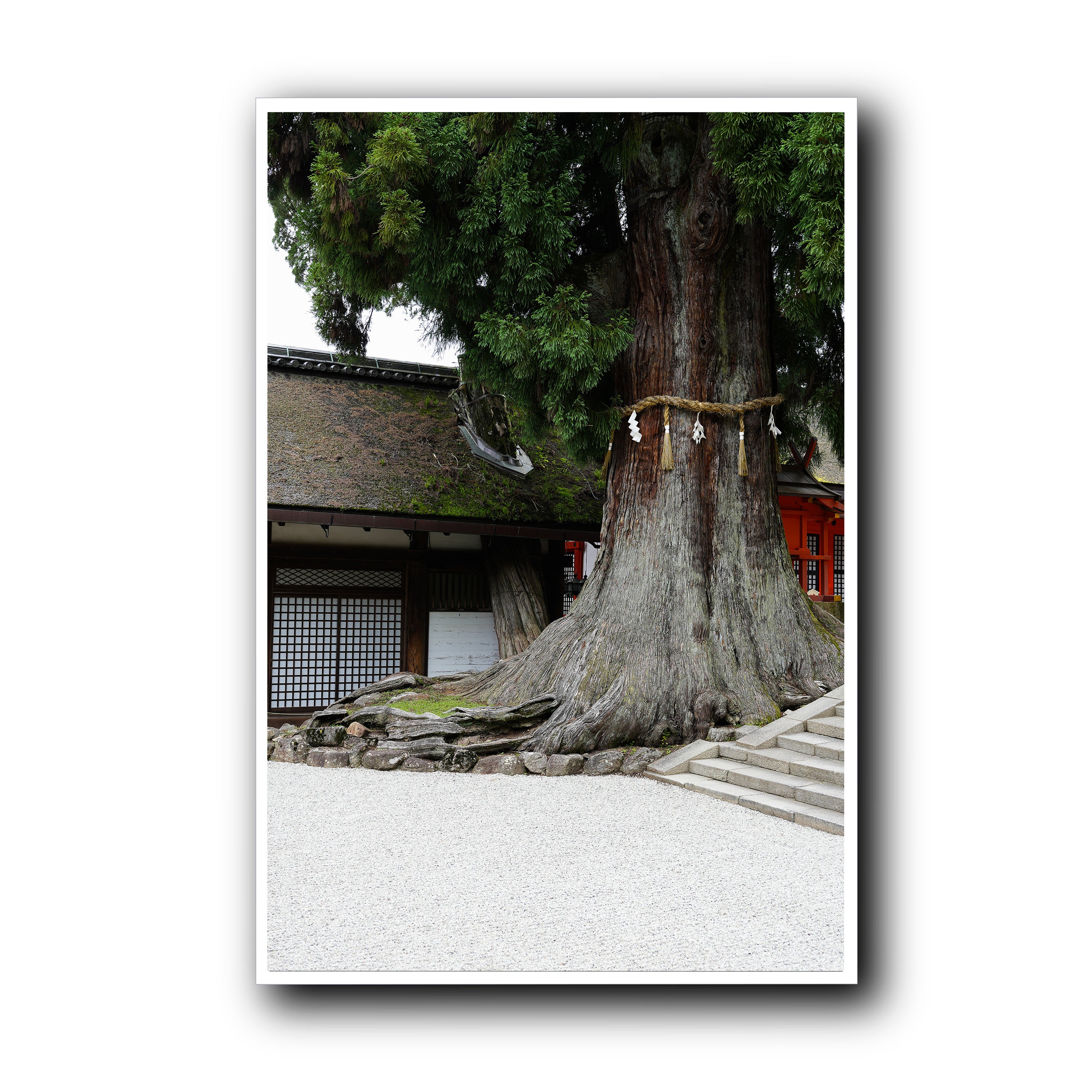 The Tree, Nara