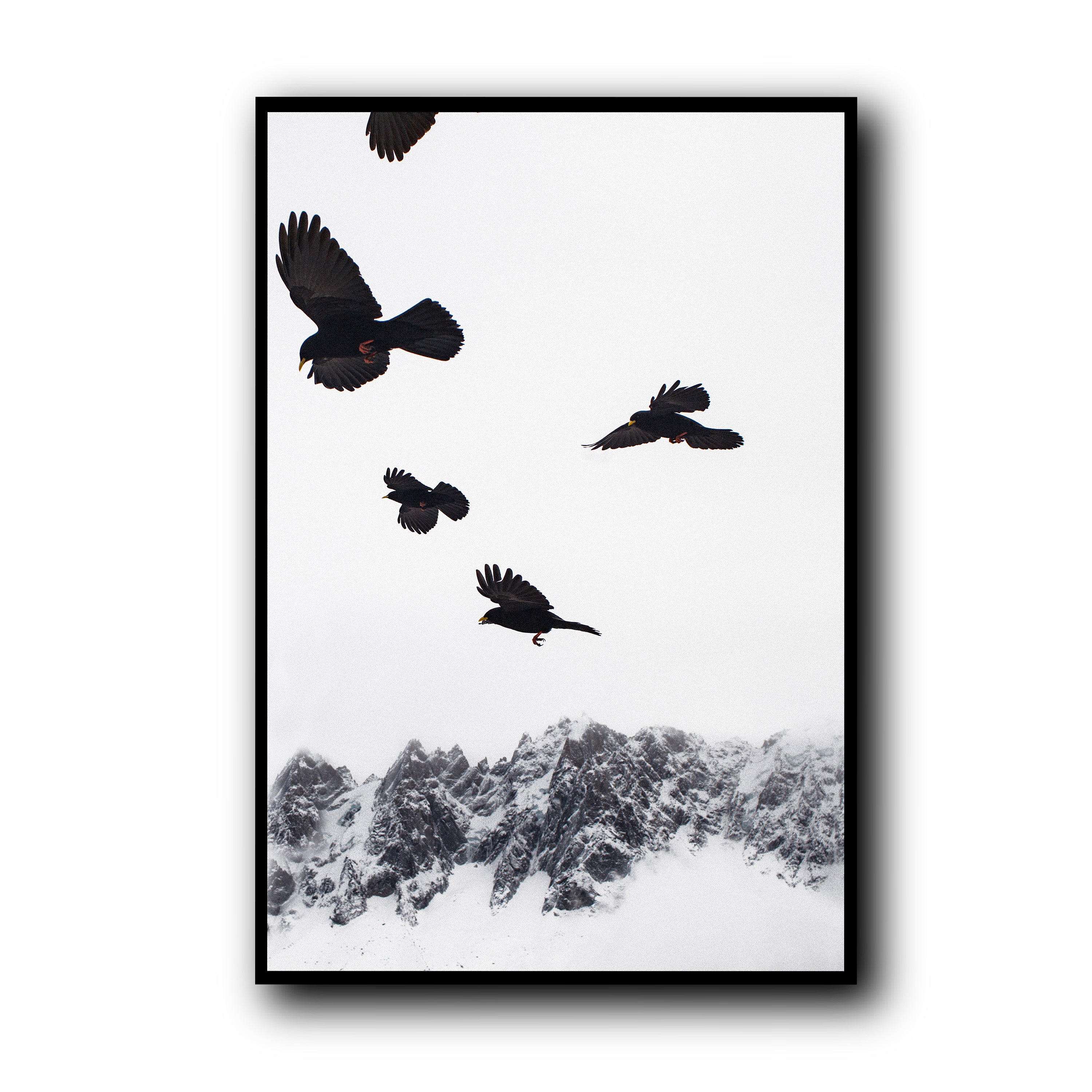 Alpine Choughs in the Valley, Chamonix