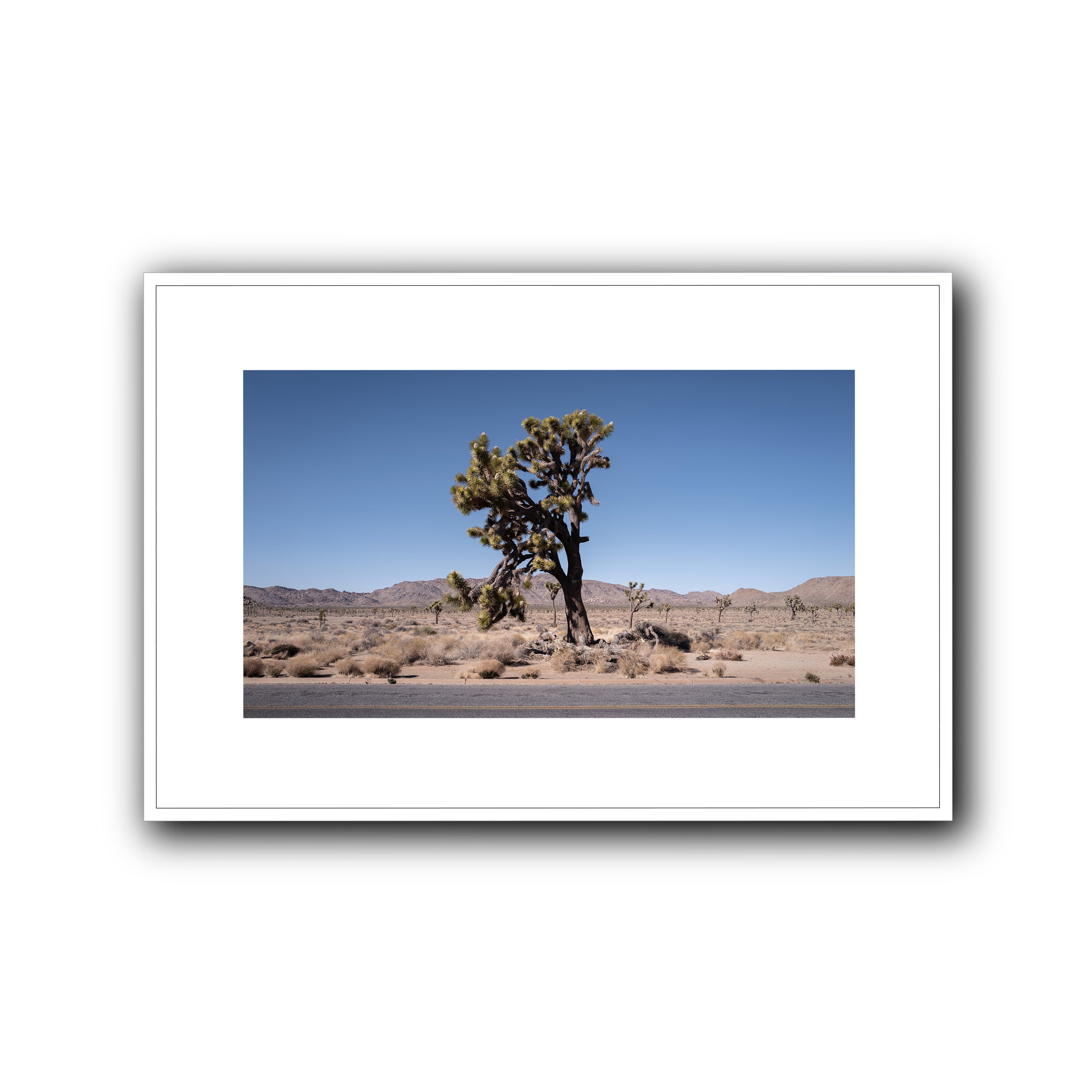 The Tree, California