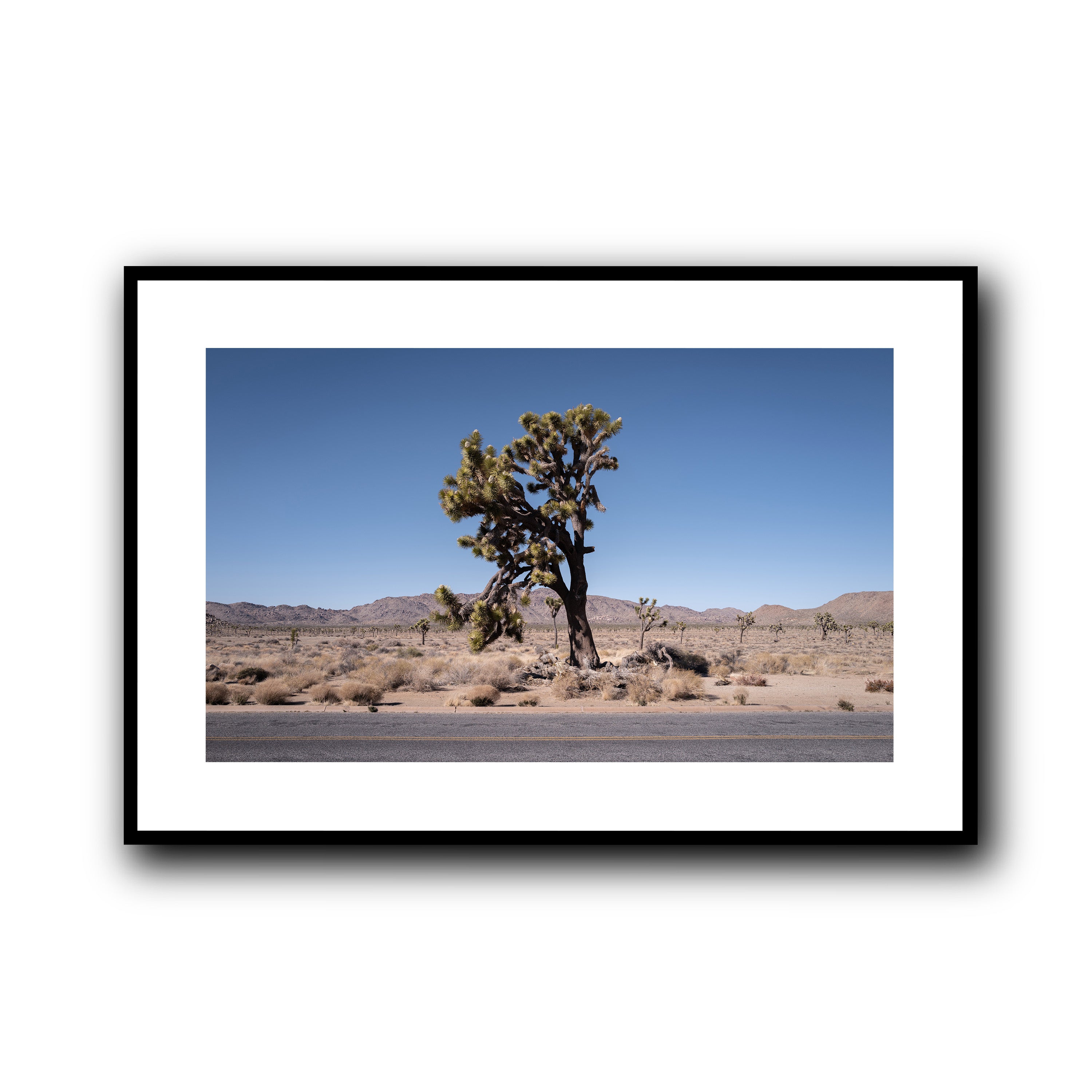 The Tree, California