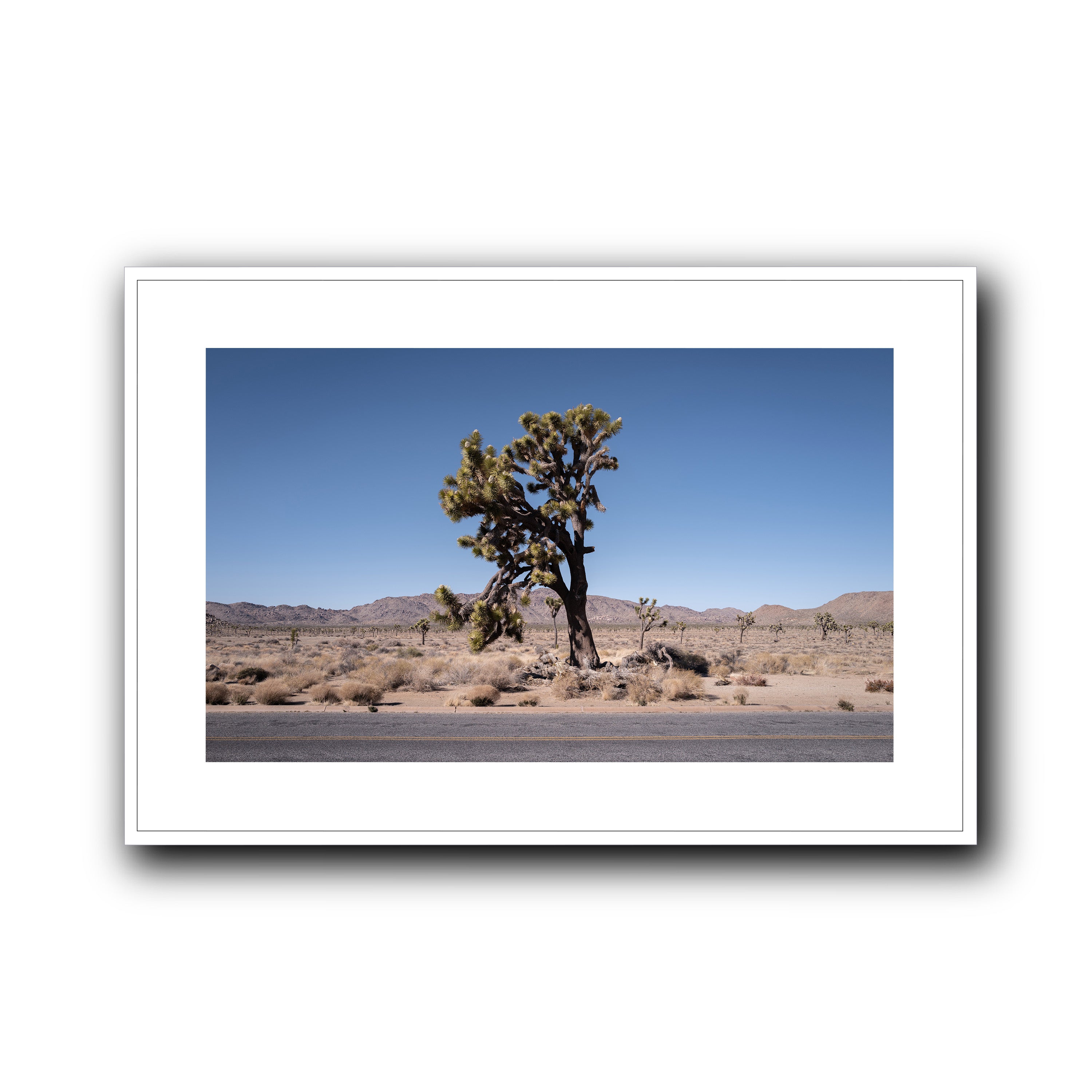 The Tree, California