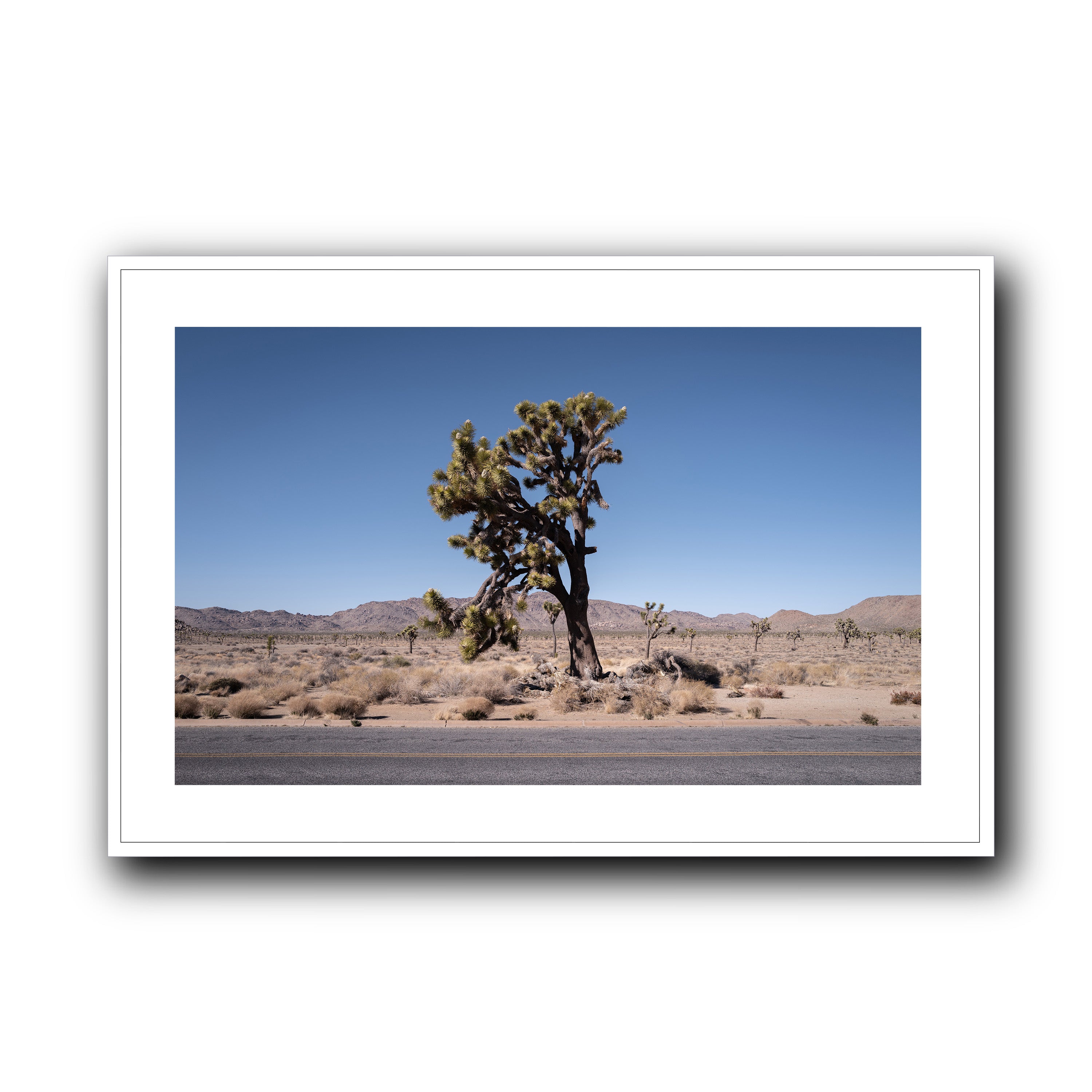 The Tree, California