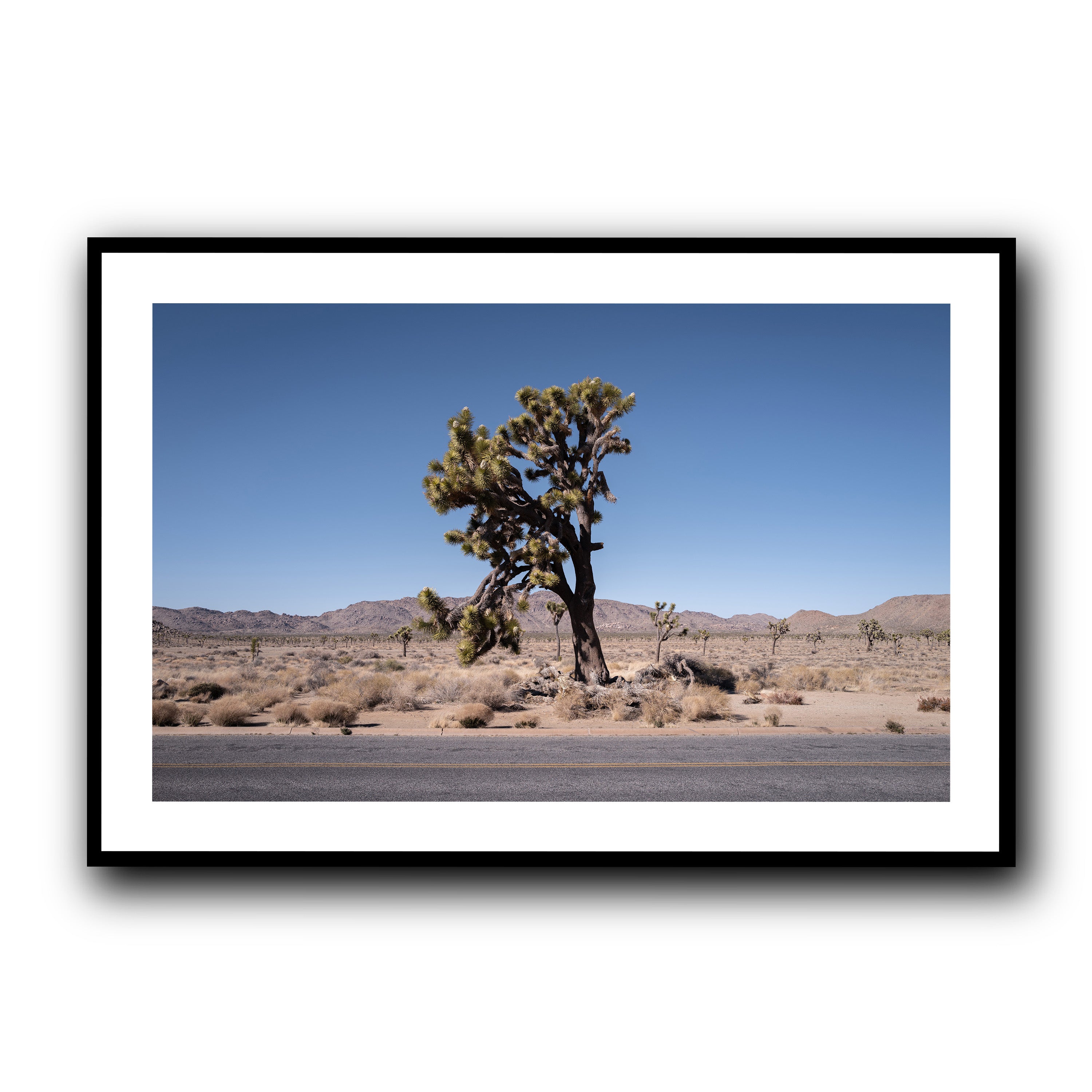 The Tree, California