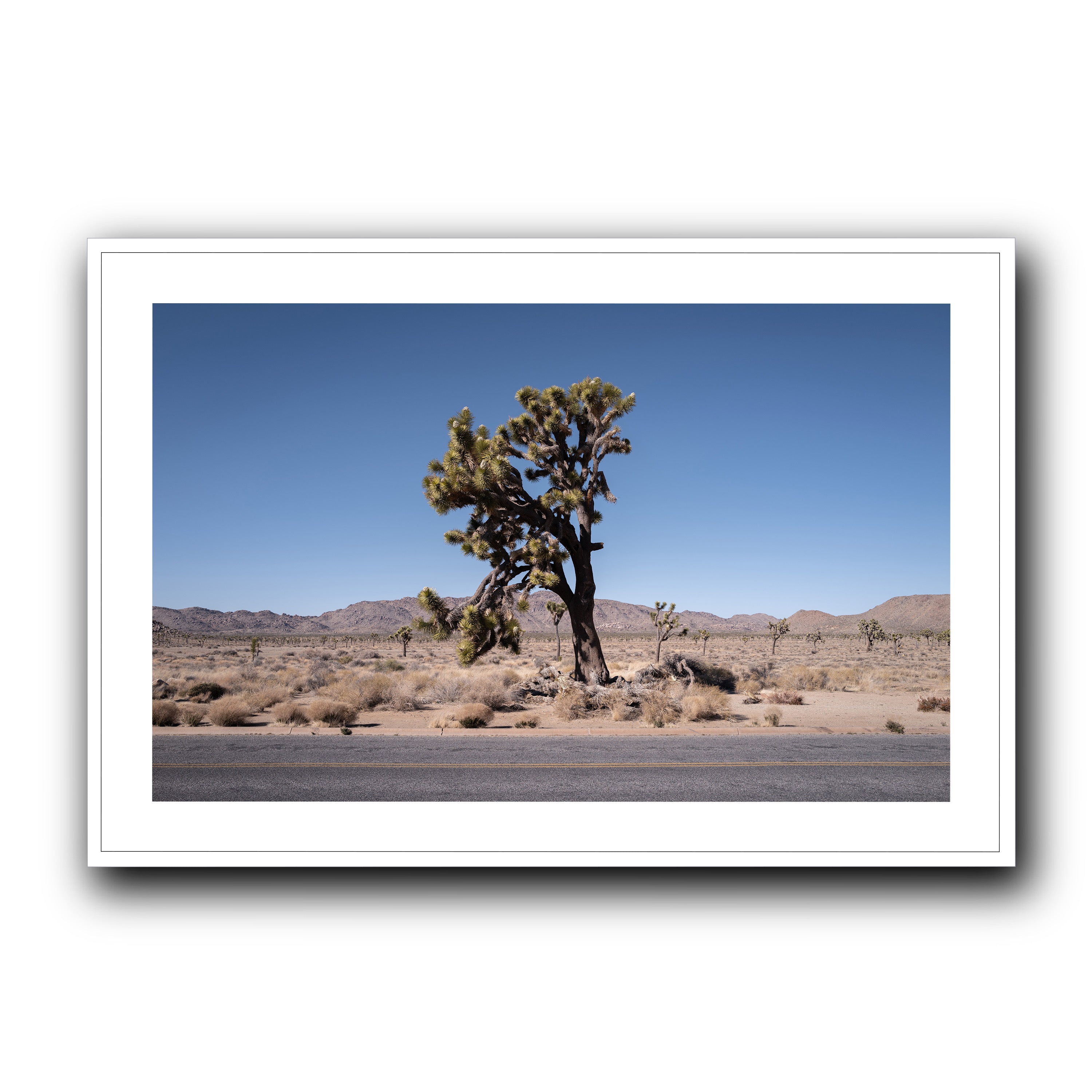 The Tree, California