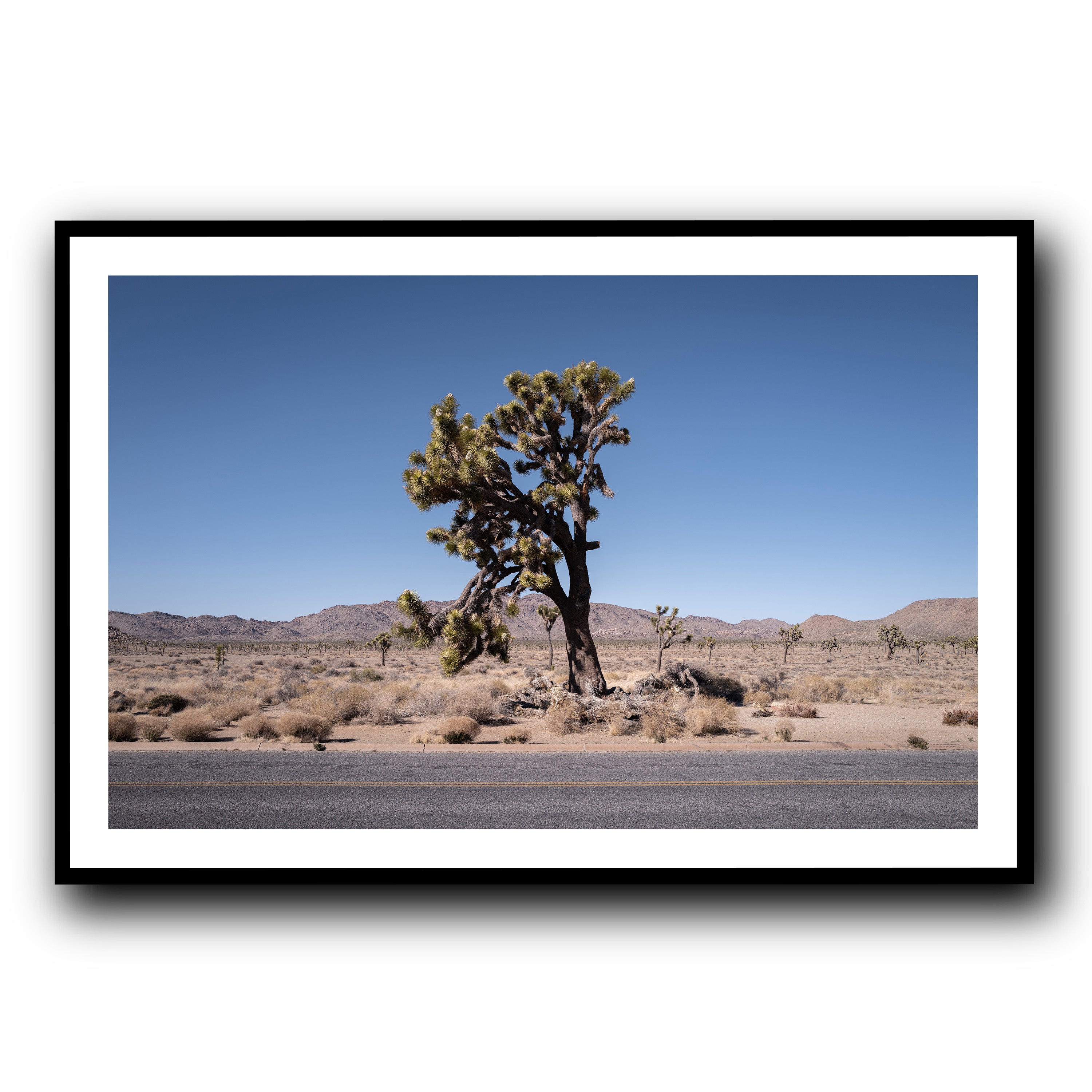 The Tree, California