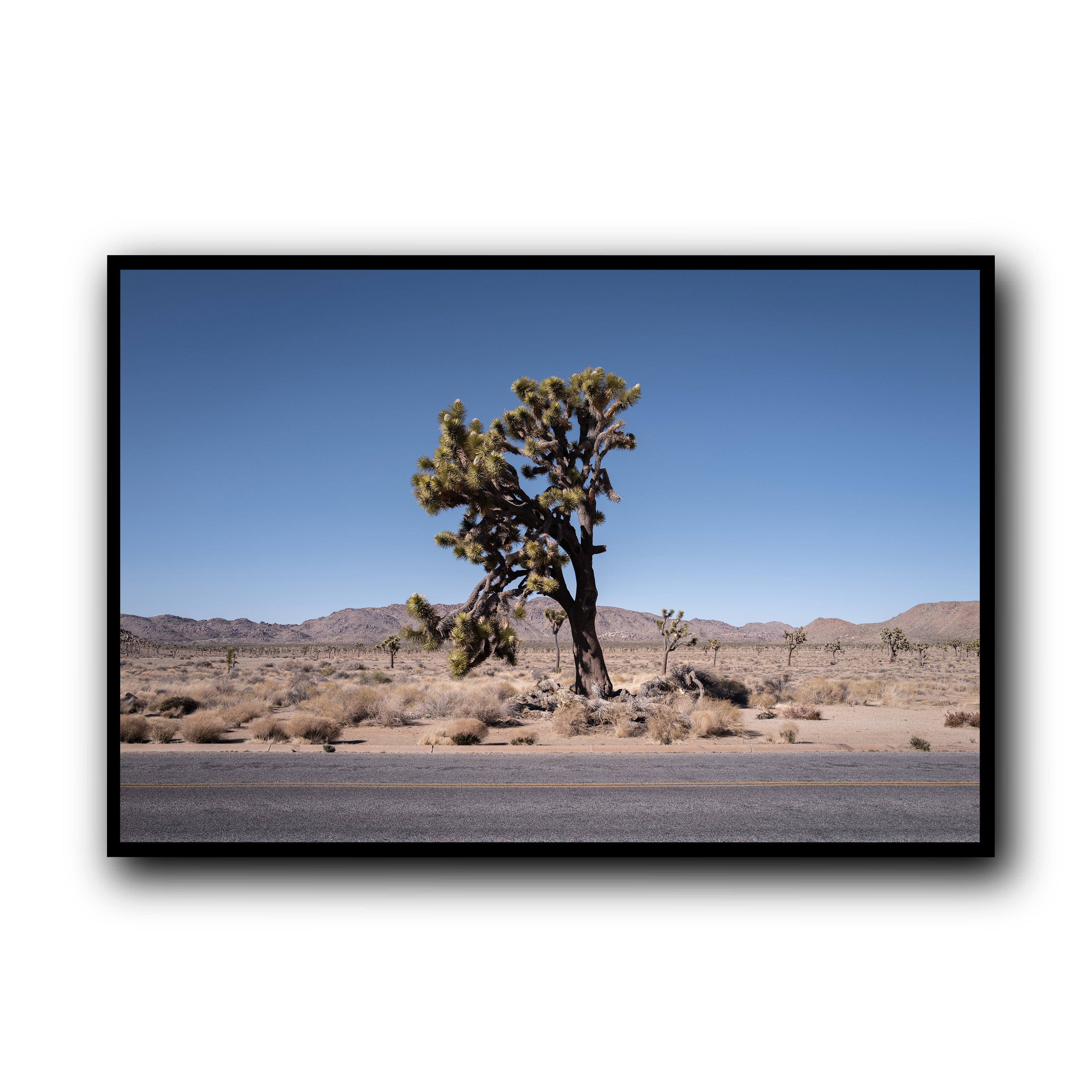 The Tree, California