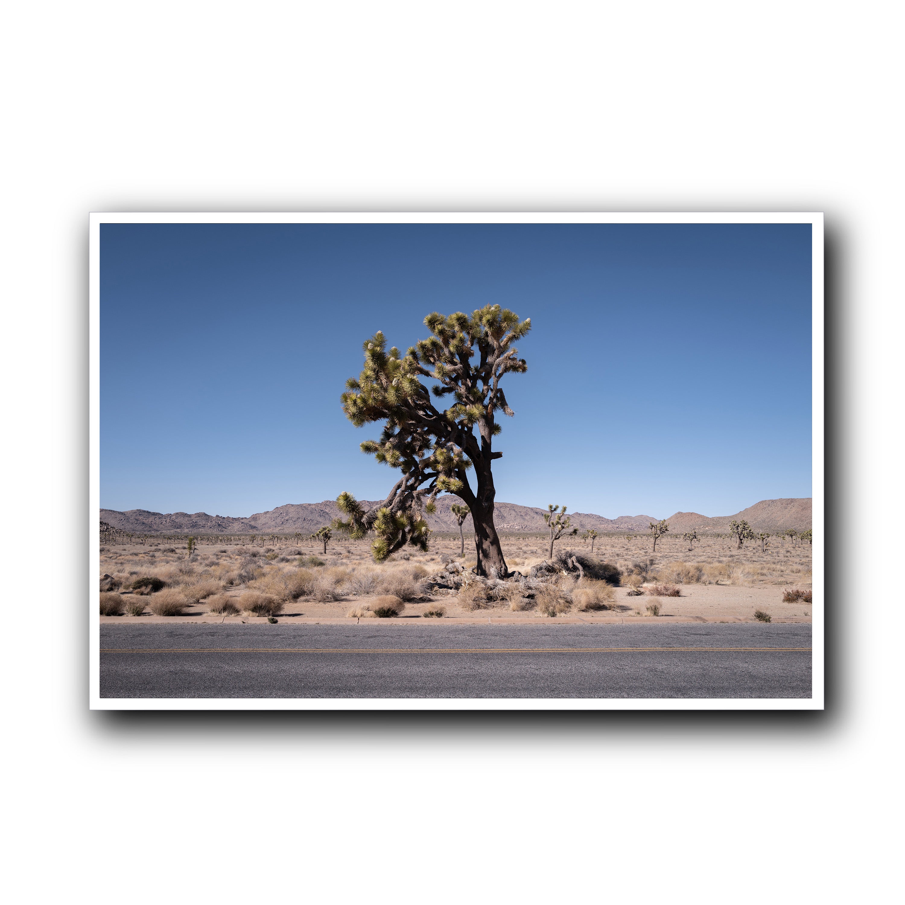 The Tree, California