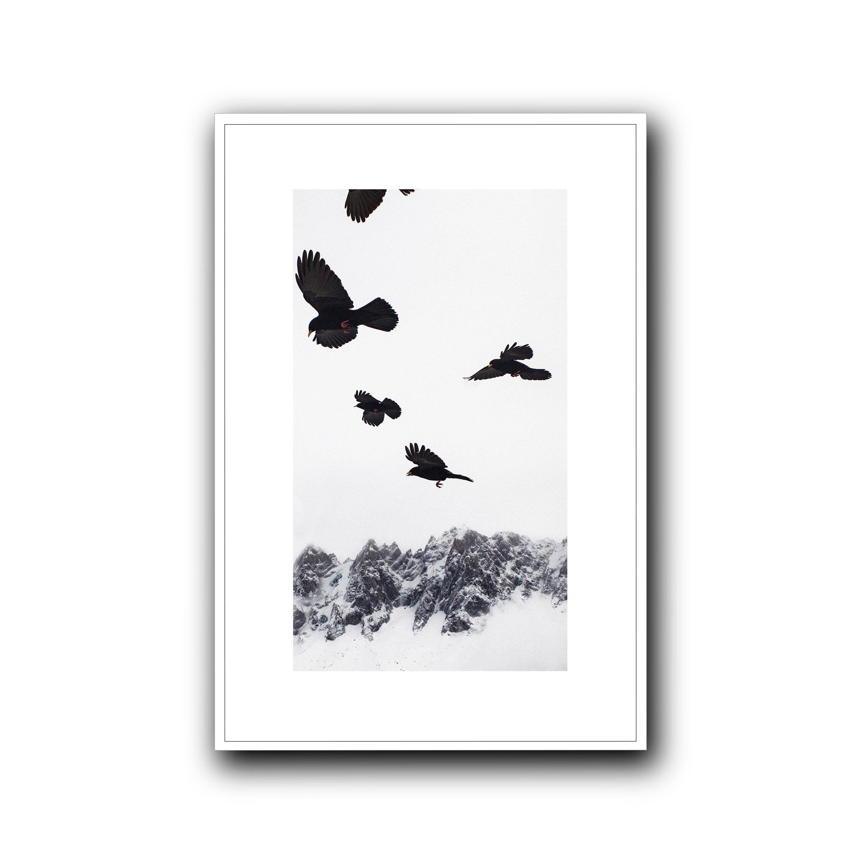 Alpine Choughs in the Valley, Chamonix