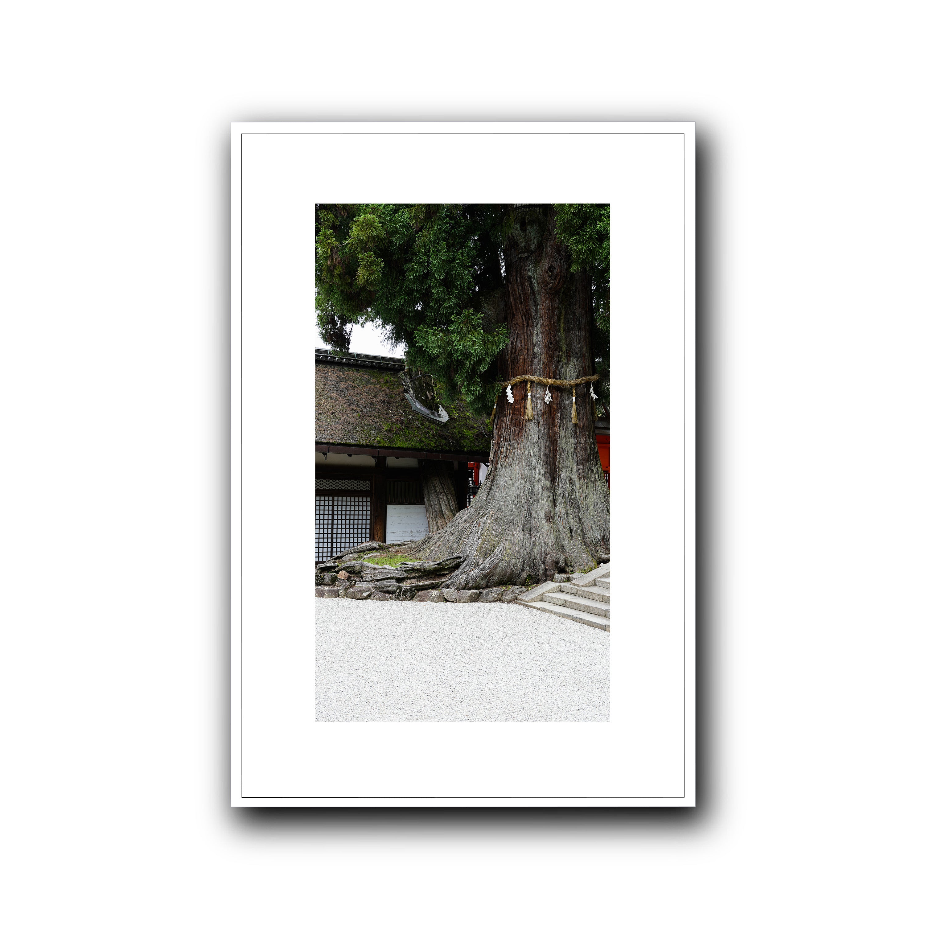 The Tree, Nara