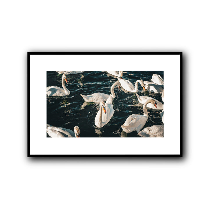 Swans, Geneva