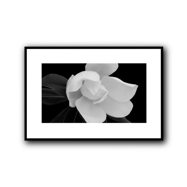 Magnolia, Madrid