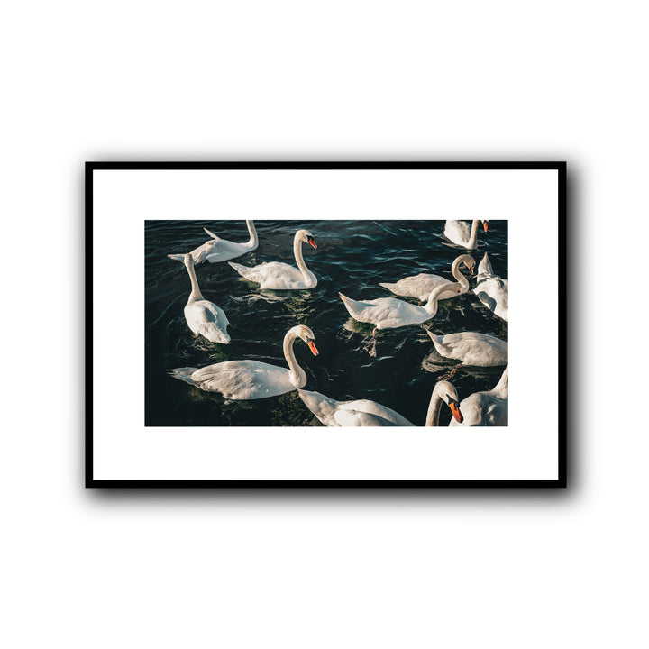 Swans II, Geneva