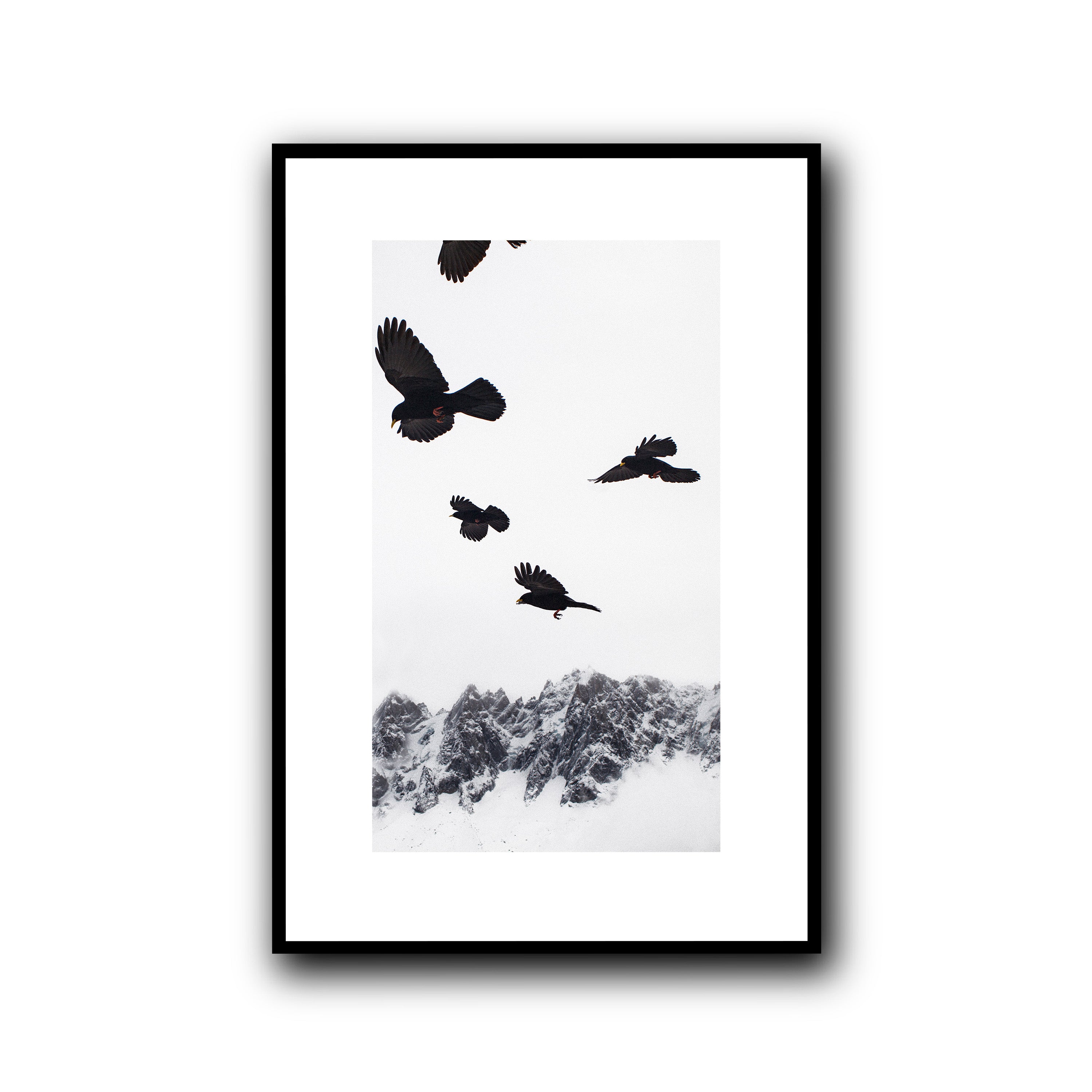 Alpine Choughs in the Valley, Chamonix