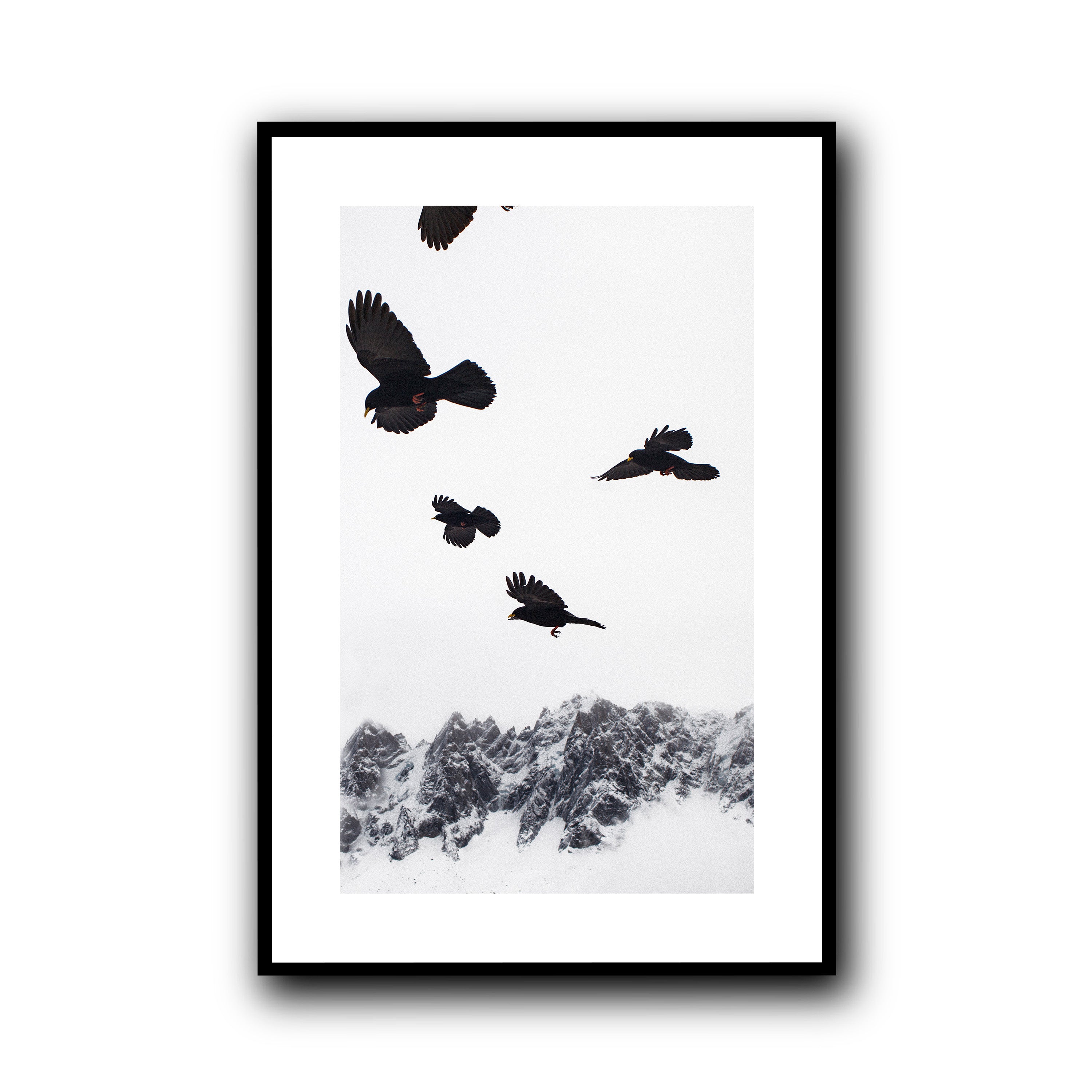 Alpine Choughs in the Valley, Chamonix