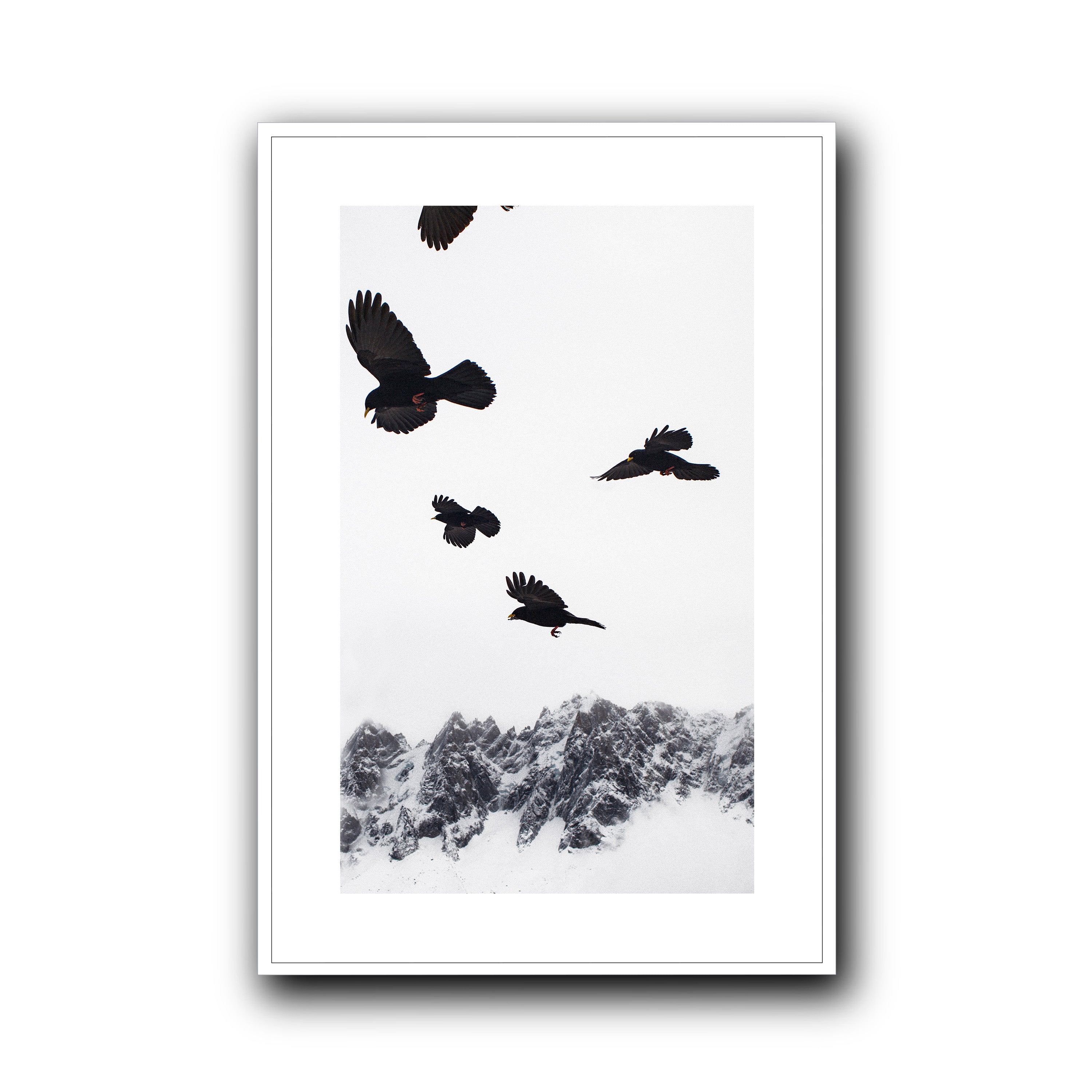 Alpine Choughs in the Valley, Chamonix