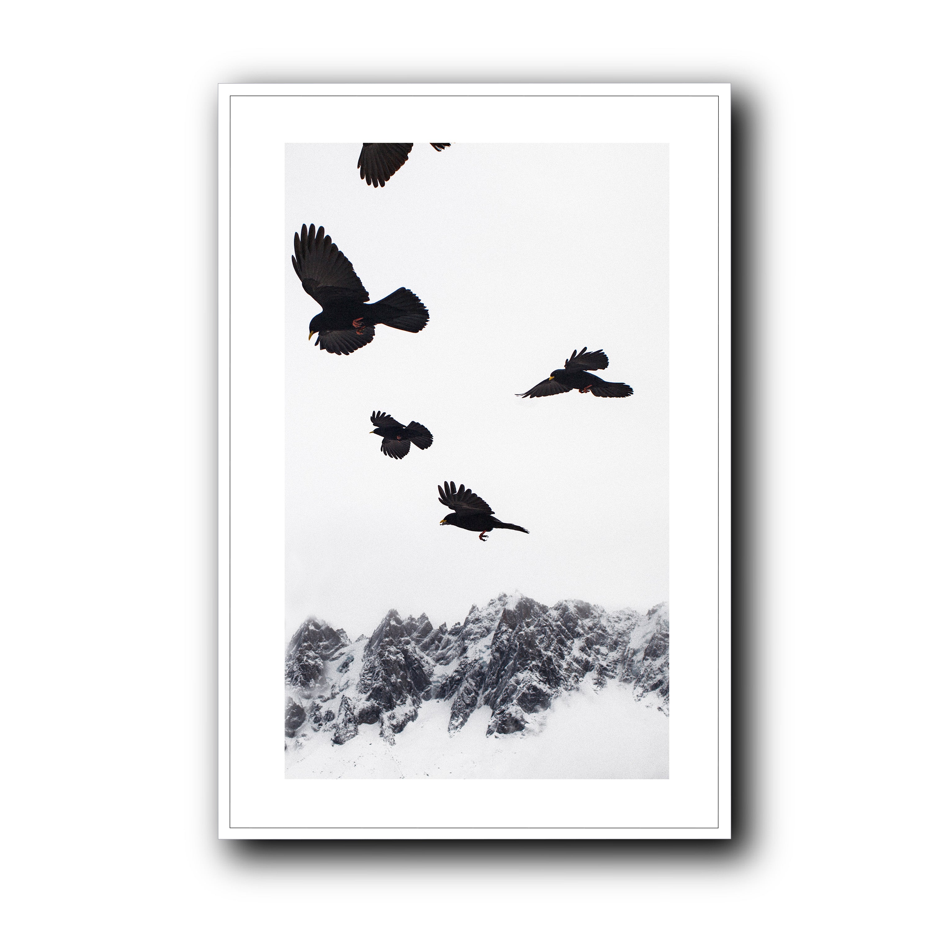 Alpine Choughs in the Valley, Chamonix