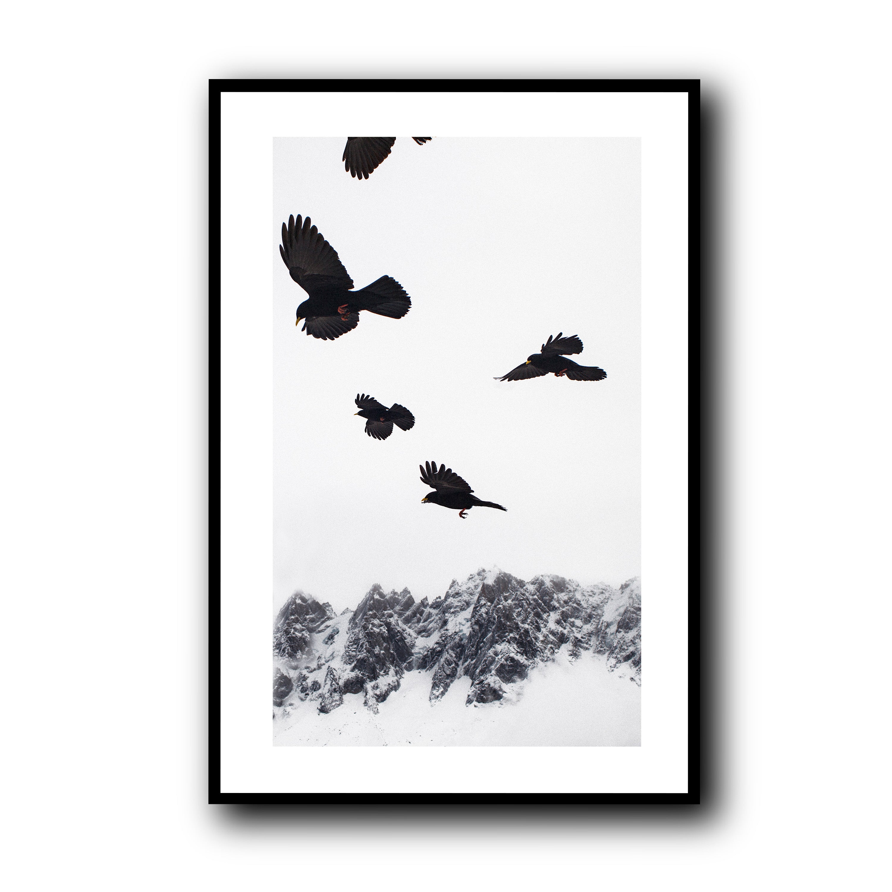 Alpine Choughs in the Valley, Chamonix