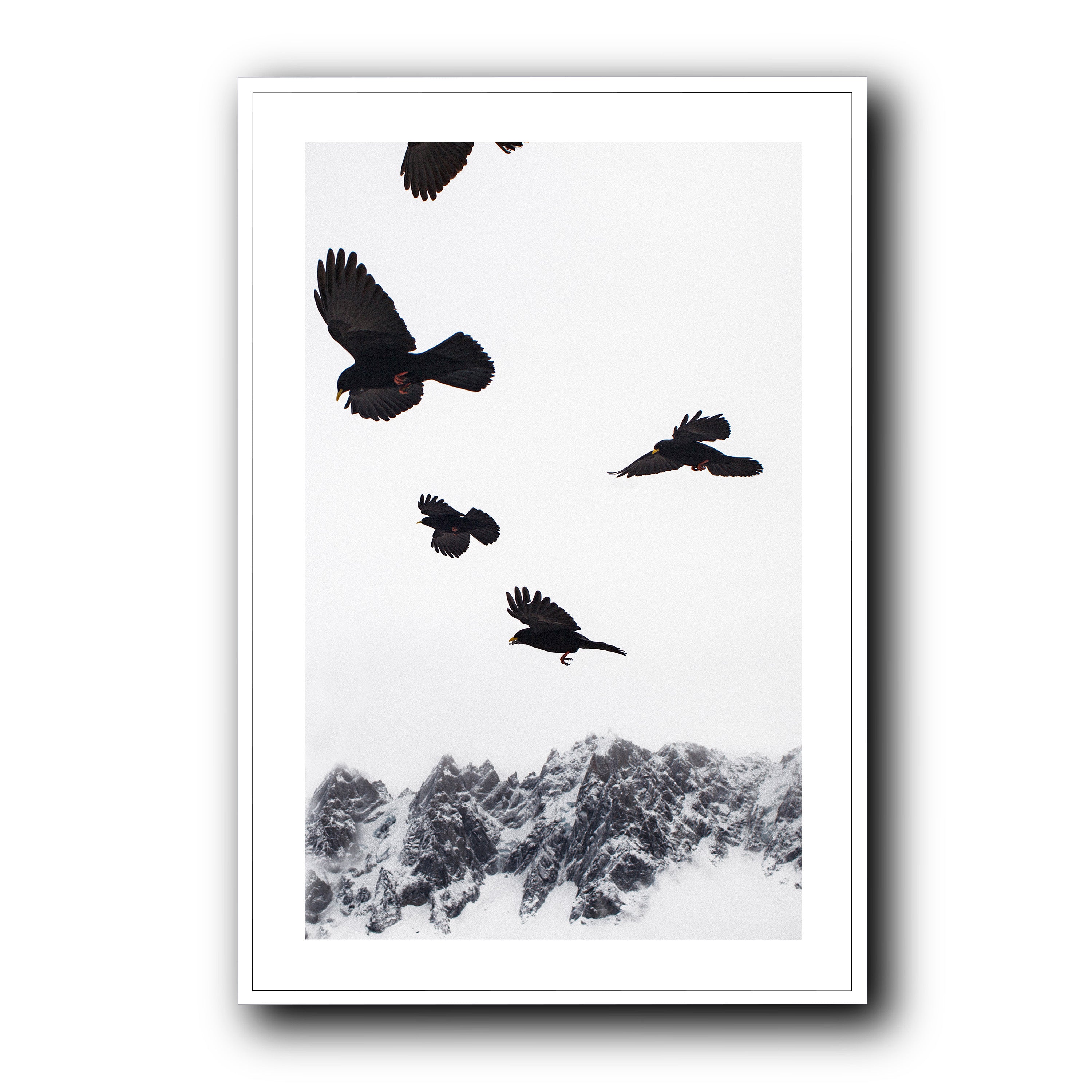 Alpine Choughs in the Valley, Chamonix