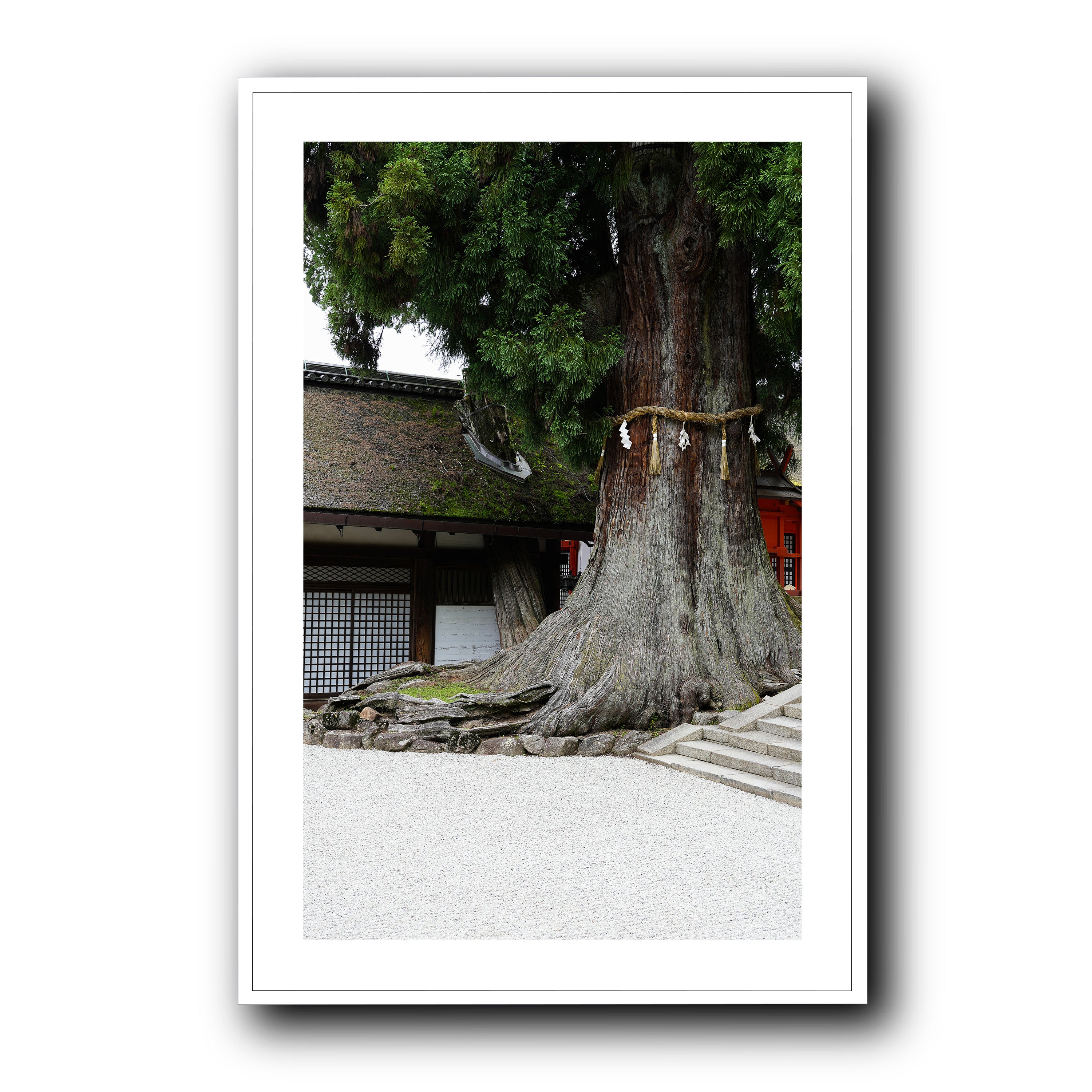 The Tree, Nara