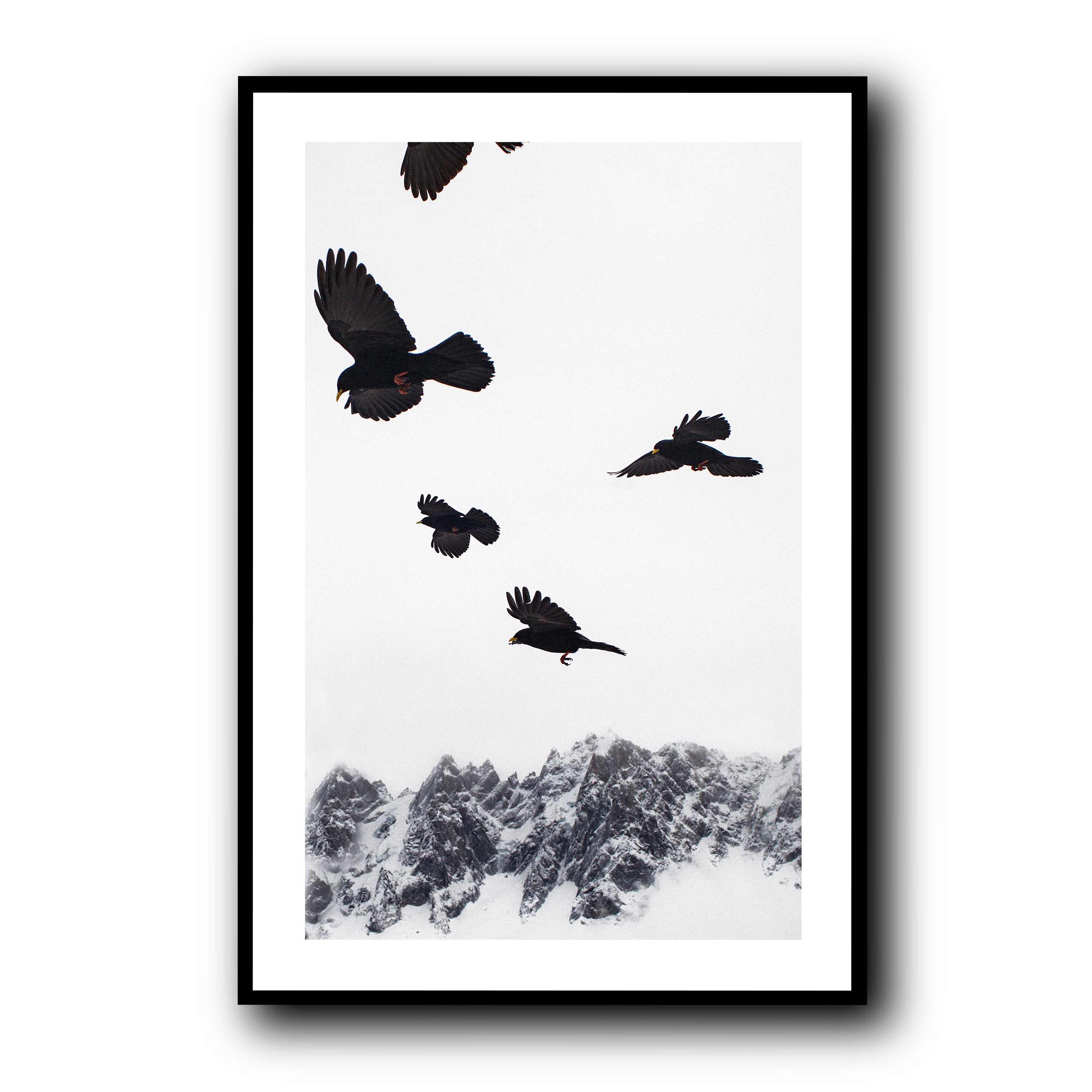 Alpine Choughs in the Valley, Chamonix