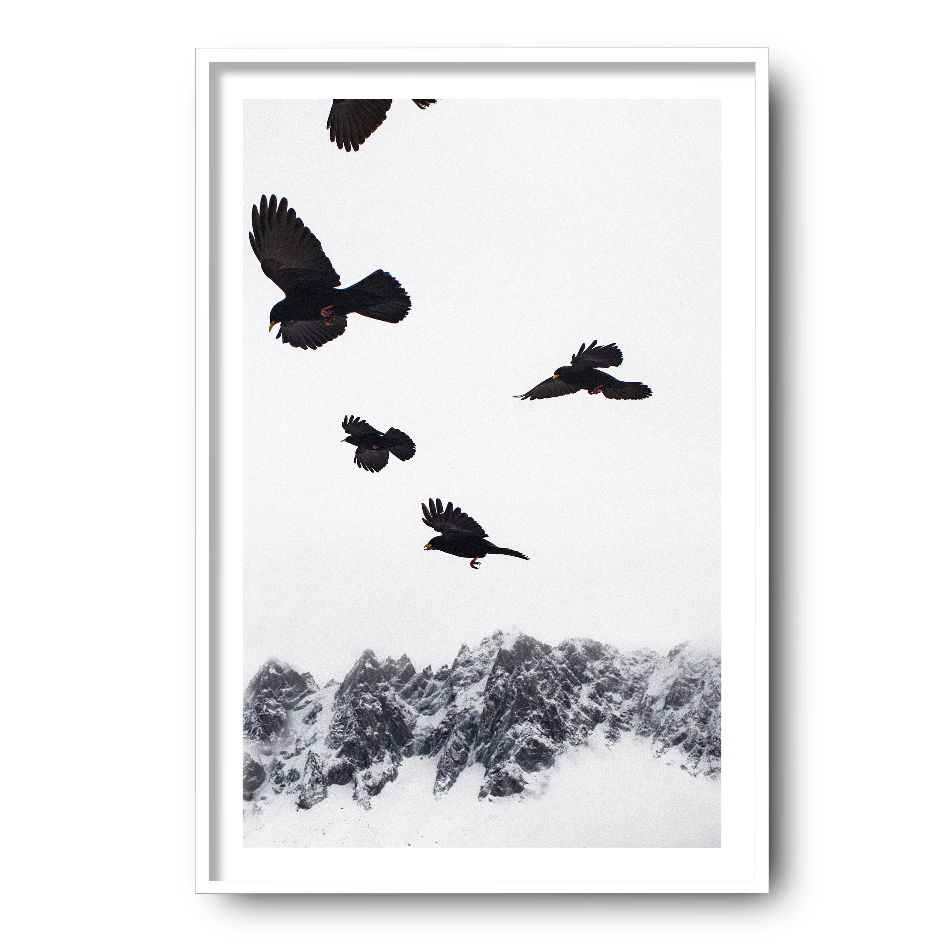 Alpine Choughs in the Valley, Chamonix