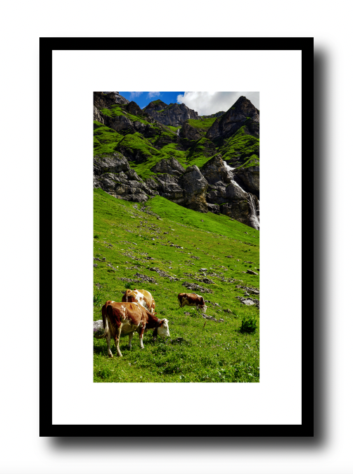 Friendly cows, Switzerland