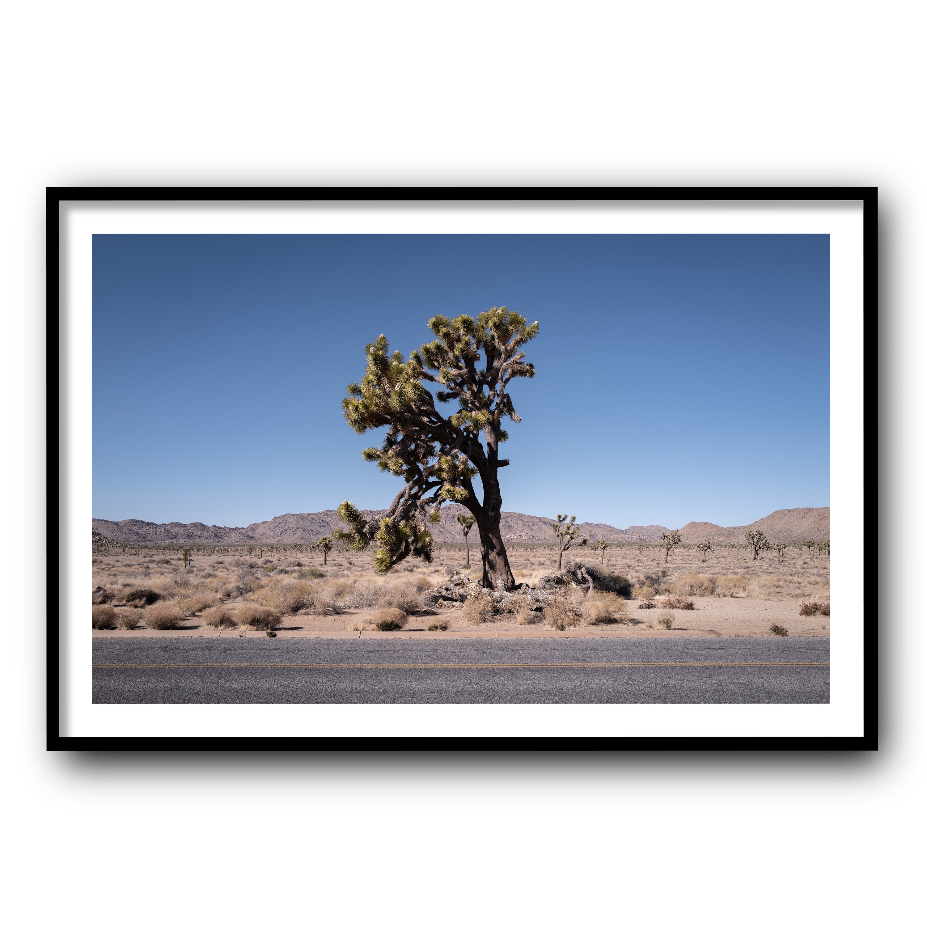 The Tree, California