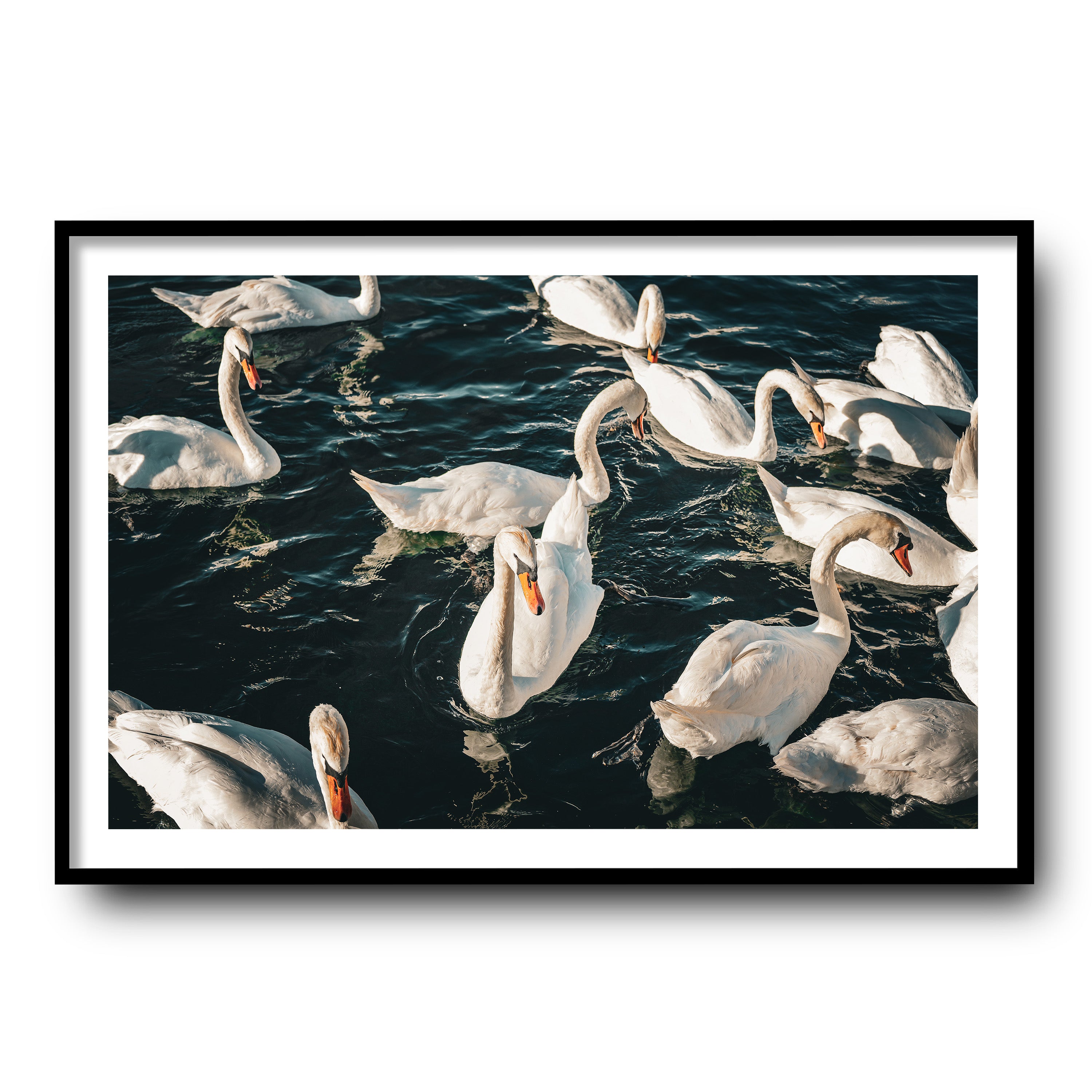 Swans, Geneva