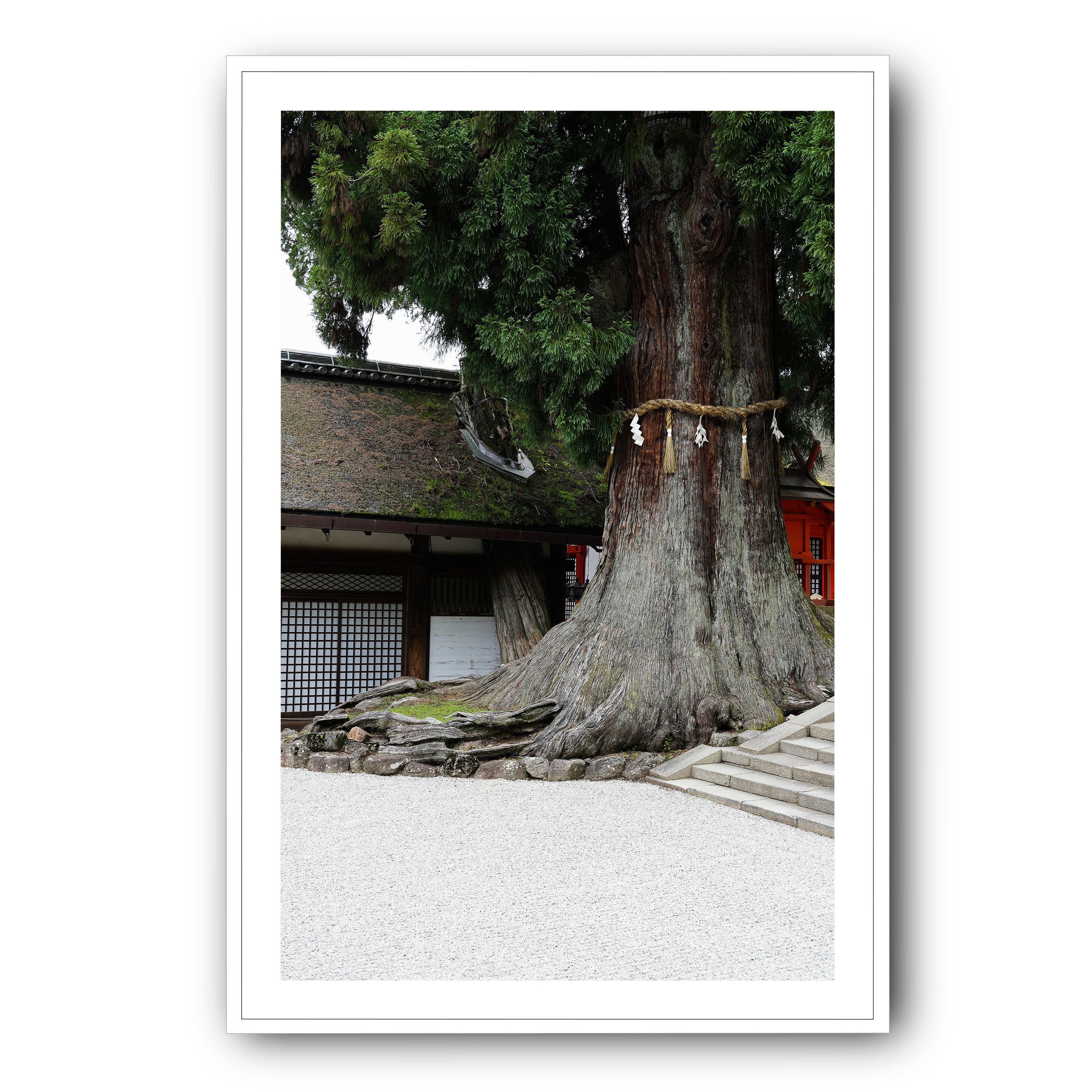 The Tree, Nara